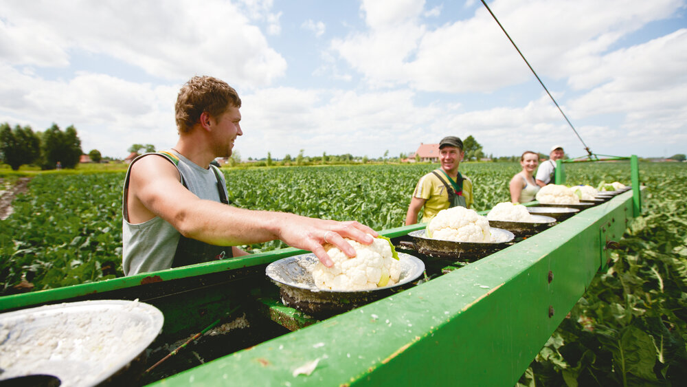 cauliflower harvest