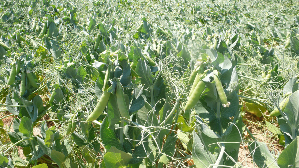 peas field