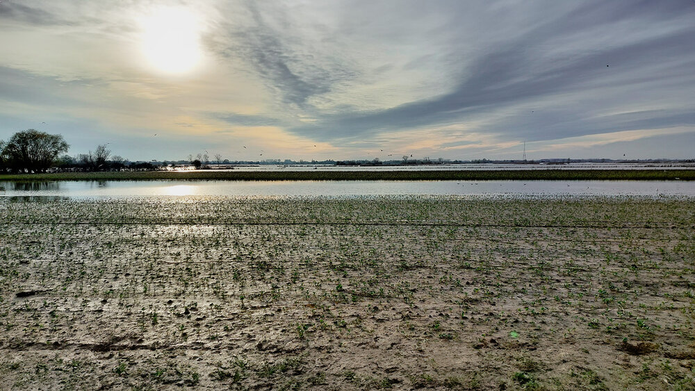 Marketing and harvest report 2024: flooding 