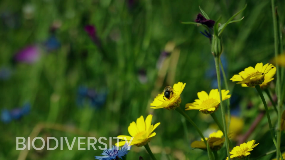 MIMOSA+ Biodiversity movie