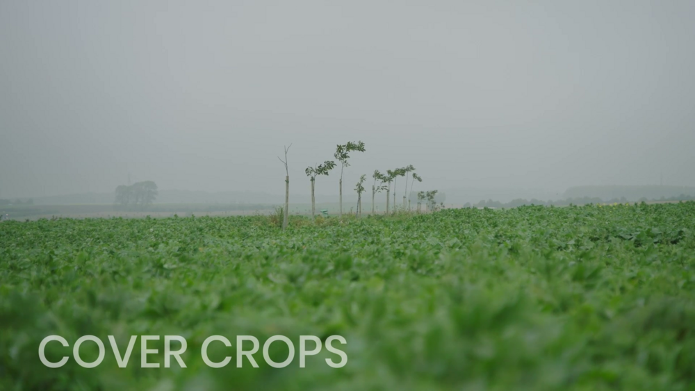 MIMOSA+ cover crops movie