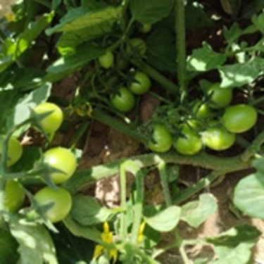      First cherry tomatoes field                                      			