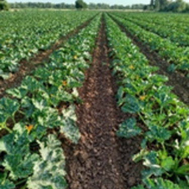 Growing zucchini field