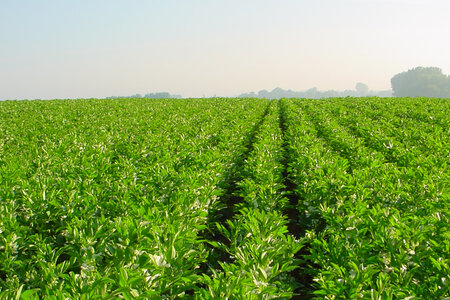 Agro beeld 
