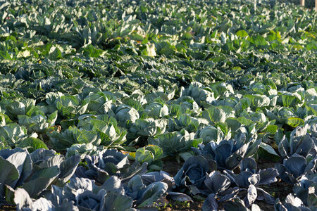 Market & harvest reports march – april 2025