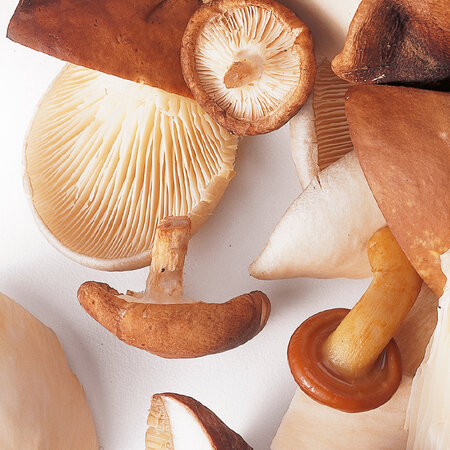 Woodland mushroom mix